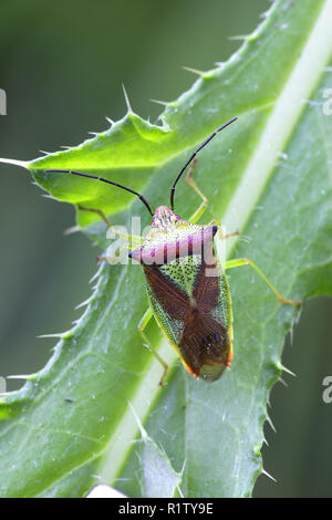 Weißdorn shield Bug oder Acanthosoma haemorrhoidale shieldbug, Stockfoto