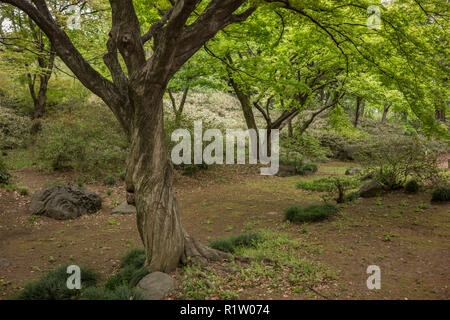 Twisted Stamm eines Ahorn Baum im rikugien Park Garden in Bunkyo Bezirk, nördlich von Tokio. Der Park wurde zu Beginn des 18. Jahrhunder t erstellt Stockfoto