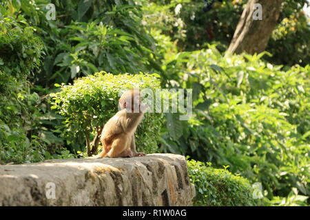 Macaque Affen in einem Tempel in Kathmandu in Nepal, Monkey Stockfoto