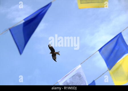 Raubvogel im blauen Himmel in Nepal, Adler in Kathmandu Stockfoto