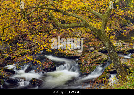 Herbst Laub überragt den kleinen Fluss, Great Smoky Mountains National Park, Tennessee, USA Stockfoto