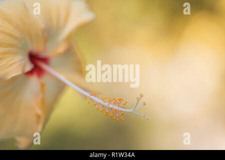 Fröhliche Yellow Hibiscus mit Raum für Kopie symbolisiert tropisches Paradies Stockfoto