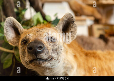 Taxidermied Tiere an ein privates Museum. Stockfoto