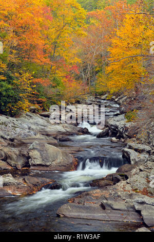 Herbst Laub überragt den kleinen Fluss, Great Smoky Mountains National Park, Tennessee, USA Stockfoto