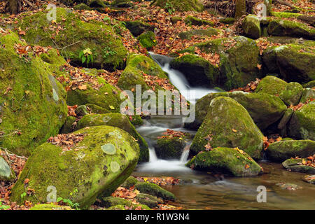 Herbst Laub rund um Big Creek, Great Smoky Mountains National Park, Tennessee, USA Stockfoto