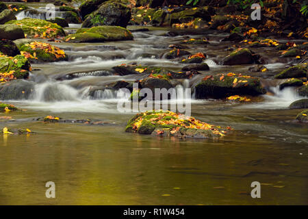 Buntes Herbstlaub um Lorbeer fällt auf Laurel Creek, Great Smoky Mountains National Park, Tennessee, USA Stockfoto