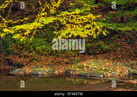 Buntes Herbstlaub auf Laurel Creek, Great Smoky Mountains National Park, Tennessee, USA Stockfoto