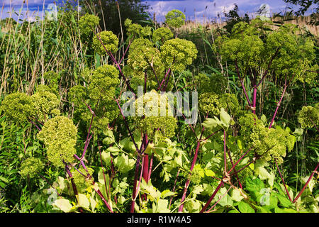 Angelica Angelica archangelica, Garten oder wilde Sellerie Pflanze, die in der Wiese. Pommern, Polen. Stockfoto