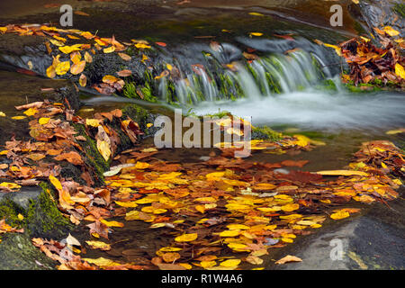 Buntes Herbstlaub um Lorbeer fällt auf Laurel Creek, Great Smoky Mountains National Park, Tennessee, USA Stockfoto