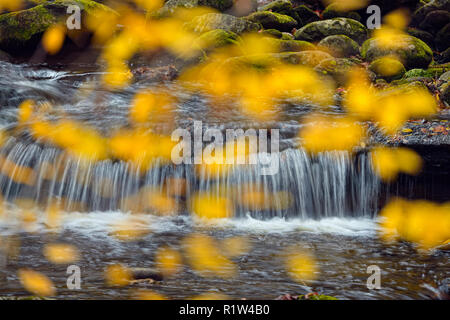 Herbst Farbe in den Bäumen überragt ein Wasserfall in Laurel Creek, Great Smoky Mountains National Park, Tennessee, USA Stockfoto