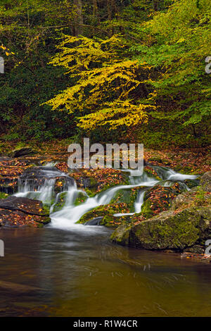 Buntes Herbstlaub um Lorbeer fällt auf Laurel Creek, Great Smoky Mountains National Park, Tennessee, USA Stockfoto