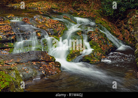 Buntes Herbstlaub um Lorbeer fällt auf Laurel Creek, Great Smoky Mountains National Park, Tennessee, USA Stockfoto