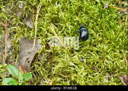 Eine blaue Mistkäfer auf grünem Moos Stockfoto