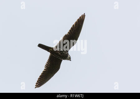 Northern hobby (Falco subbuteo). Russland, Moskau Stockfoto