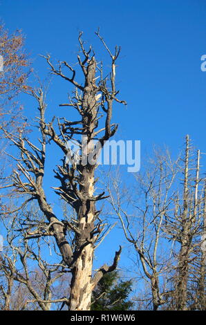 Dead Hemlock Baum Stockfoto