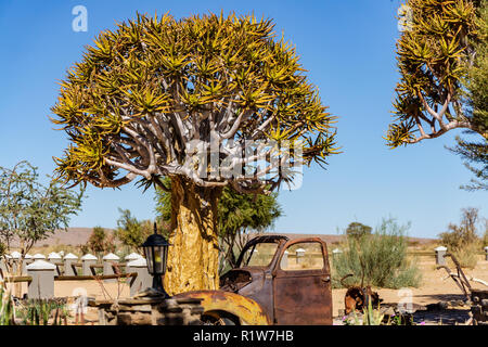 Quivertree Auto namibia Roadhouse fishriver Afrika Stockfoto