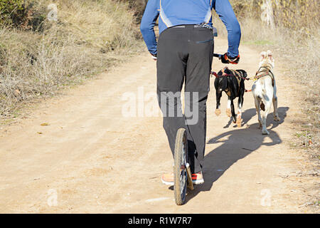 Zwei Hunde und Musher, die an einer beliebten canicross mit einem diggler Mountain Roller Stockfoto