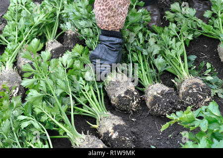 Die Hand des Gärtners halten frisch geernteten reifen Sellerie (Wurzelgemüse) im Gemüsegarten Stockfoto