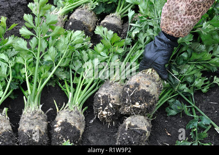 Die Hand des Gärtners halten frisch geernteten reifen Sellerie (Wurzelgemüse) im Gemüsegarten Stockfoto