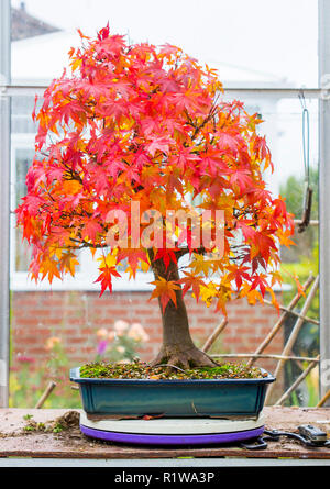 3. November 2018 eine japanische Ahorn Acer palmatum laubabwerfende Bonsai in der Ausbildung durch ein Enthusiast in Nordirland Vereinigtes Königreich. Nach somelight Stockfoto