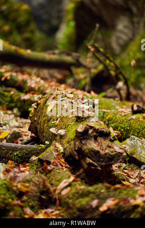 Laub in einen Canyon mit drift wood in Moos bedeckt Stockfoto