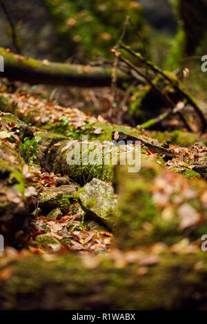 Laub in einen Canyon mit drift wood in Moos bedeckt Stockfoto