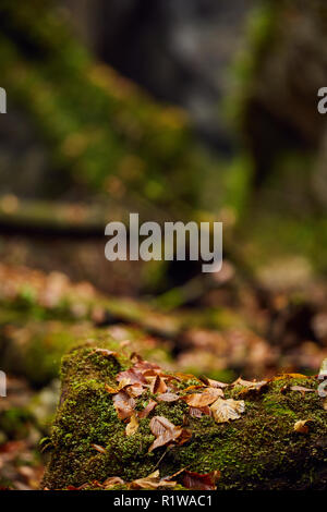 Laub in einen Canyon mit drift wood in Moos bedeckt Stockfoto