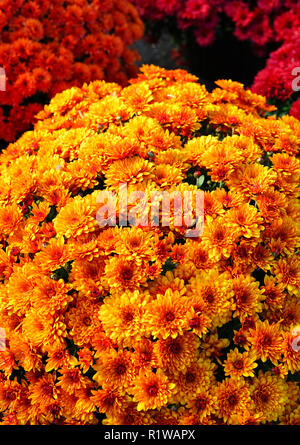 Rot und Orange chrysantheme Blumen wachsen im Garten Stockfoto