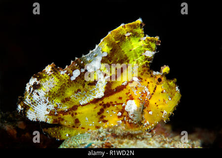 Leaf scorpionfish (Taenianotus triacanthus), Yellow (Gelb), Selayar Island, Lake Flores Meer, Pazifischer Ozean, Indonesien Stockfoto