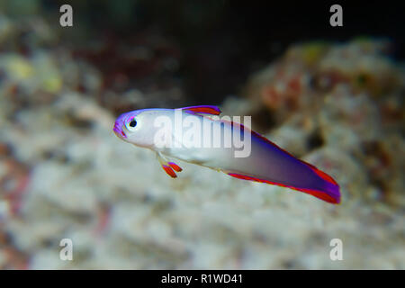 Elegante firefish (nemateleotris Decora) Selayar Island, Sulawesi, Flores Sea, Pazifik, Indonesien Stockfoto