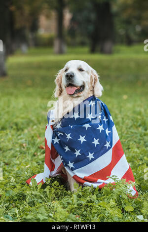 Cute Retriever Hund in der amerikanischen Flagge sitzen auf Gras im Park gewickelt Stockfoto