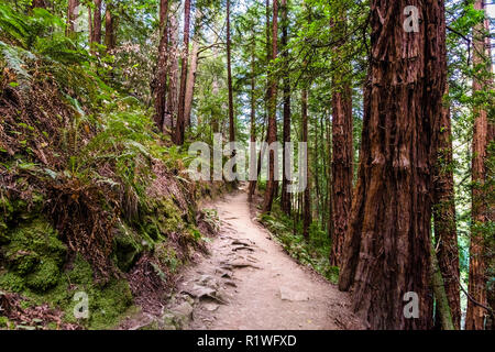 Wanderweg durch den Redwood Wälder von Muir Woods National Monument, Marin County, North San Francisco Bay Area, Kalifornien Stockfoto