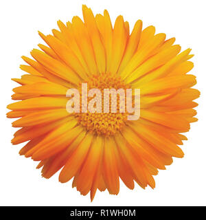 Calendula officinalis L. einzelne Blüte orange gelb golden isoliert ruddles gemeinsamen Topf Scotch ringelblume Blüten große detaillierte Blütenstand Makro Stockfoto