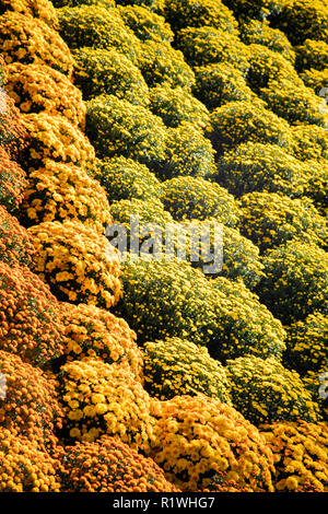 Gärten und Blumen Blüten im Herbst im Biltmore Estate, große private Immobilien von George Vanderbilt gebaut, Touristenattraktion in Asheville North Stockfoto