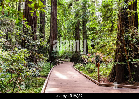 Promenade durch den Redwood Wälder von Muir Woods National Monument, North San Francisco Bay Area, Kalifornien Stockfoto