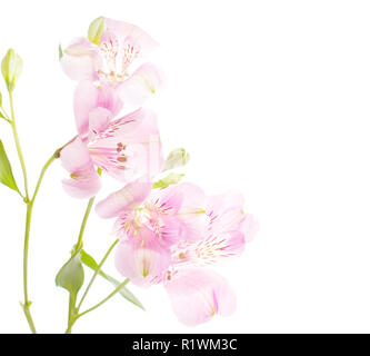 Zierliche rosige Blumen auf weißem Hintergrund. Alstroemeria Stockfoto