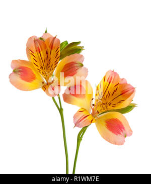 Zwei Blumen von Alstroemeria auf weißem Hintergrund. Stockfoto