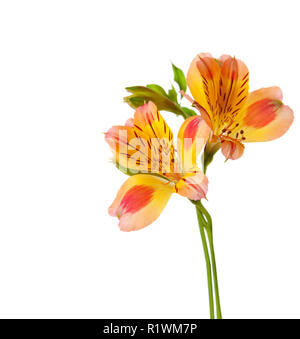 Zwei Blumen von Alstroemeria auf weißem Hintergrund. Fokus auf in der Nähe von Blume Stockfoto