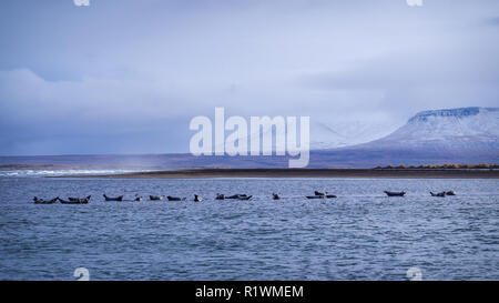 Seehunde in der Nähe der Hvítserkur Strand in Island Stockfoto