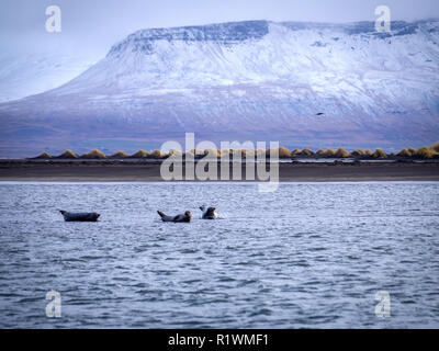 Seehunde in der Nähe der Hvítserkur Strand in Island Stockfoto