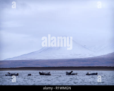 Seehunde in der Nähe der Hvítserkur Strand in Island Stockfoto