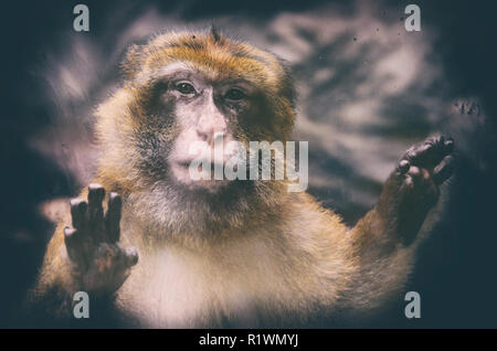 Macaca Sylvanus Stockfoto