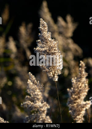 Schilf Phragmites communis und aufgehenden Mond Stockfoto