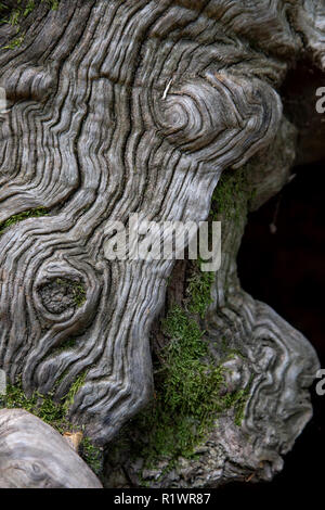 Interessante Edelkastanie Rinde im Wald Stockfoto