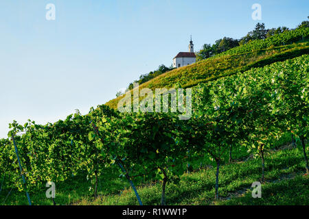 Weinberge auf dem Hügel in Maribor, untere Steiermark, Slowenien Stockfoto