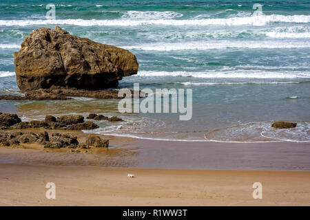 Kleiner Hund zu Fuß am Strand von Biarritz Stockfoto