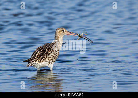 Eurasian Curlew (Numenius arquata) Erwachsene mit Krabben in Rechnung, Schleswig-Holstein, Deutschland Stockfoto