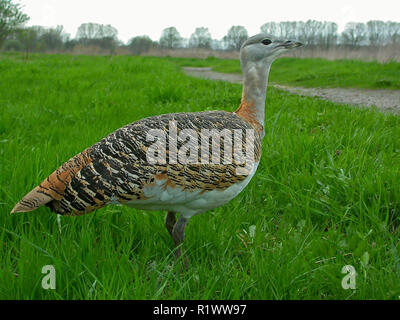 Großtrappe (Otis tarda), Buchse, close-up, Land Brandenburg, Deutschland Stockfoto