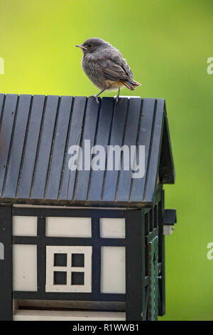 Black Redstart (Phoenicurus ochruros) Kinder sitzen auf Bird House, Baden-Württemberg, Deutschland Stockfoto