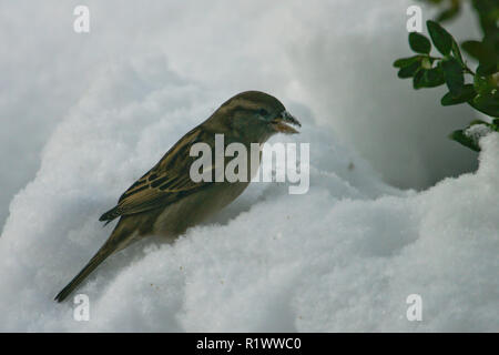 Haussperling (Passer domesticus) Weibliche in tiefem Schnee essen Schnee, Bayern, Deutschland Stockfoto